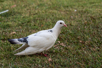 Pigeon birds in the park.
