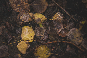 Fall has fallen