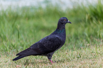 Obraz premium Pigeon birds in the park.