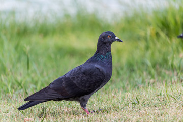 Pigeon birds in the park.