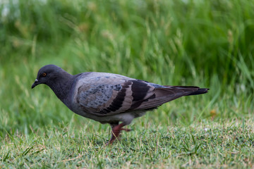 Pigeon birds in the park.