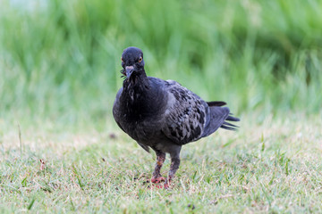 Fototapeta premium Pigeon birds in the park.