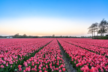 A tulip field near the Keukenhof in the Netherlands.