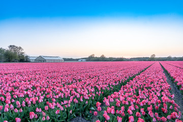 Fototapeta premium A tulip field near the Keukenhof in the Netherlands.