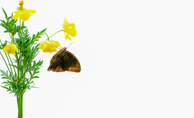 Flowers and butterflies are white backgrounds