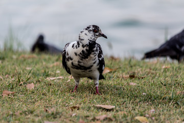 Pigeon birds in the park.