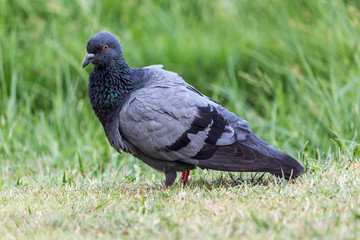 Pigeon birds in the park.