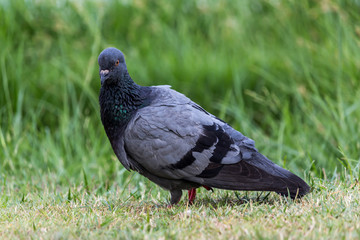 Pigeon birds in the park.