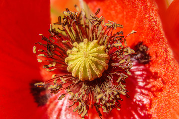 closeup of poppy