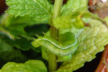 caterpillar eating peppermint