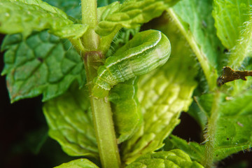 caterpillar eating peppermint