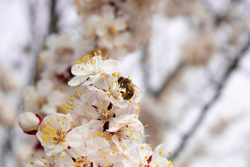 Spring flowers. Apricot flowering.