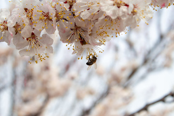 Spring flowers. Apricot flowering.