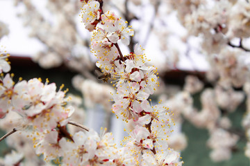 Spring flowers. Apricot flowering.