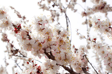 Spring flowers. Apricot flowering.