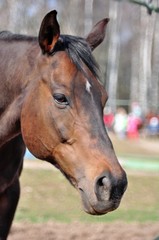 Portrait of a bay horse in spring