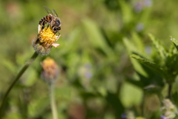 Bee on little yellow flower