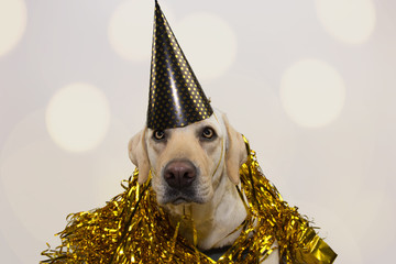 DOG NEW YEAR OR BIRTHDAY PARTY HAT. FUNNY LABRADOR LYING DOWN AGAINST GOLDEN SERPENTINES STREAMERS. ISOLATED STUDIO SHOT ON GRAY BACKGROUND WITH DEFOCUSED LIGHTS.