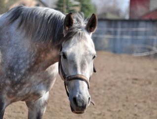Obraz premium Gray mare on a sunny day