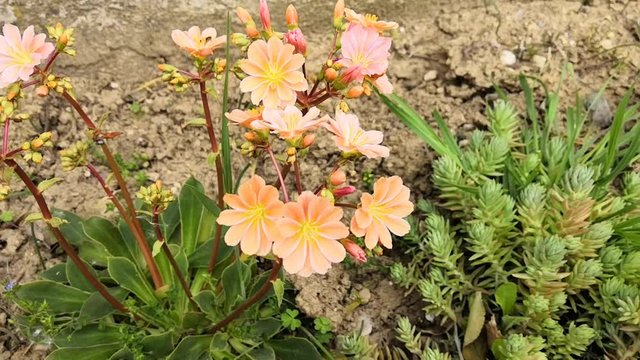 fleurs saumon