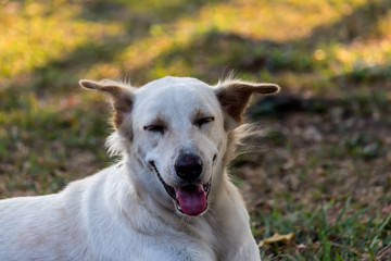 Vagrant dog in the park.