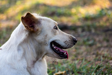 Fototapeta premium Vagrant dog in the park.
