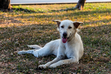 Vagrant dog in the park.
