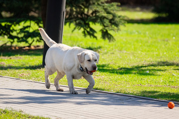 labrador retriever dog with ball