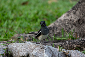Obraz premium The small bird is in the garden.