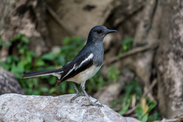 Obraz premium The small bird is in the garden.