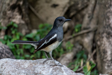 The small bird is in the garden.