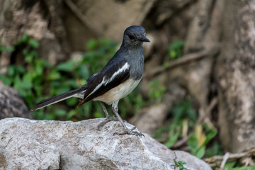 The small bird is in the garden.