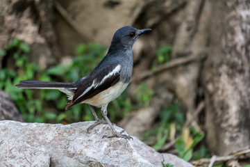 The small bird is in the garden.