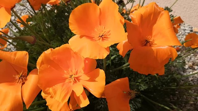 fleur de pavot de californie