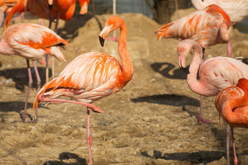 Fototapeta na wymiar Orange flamingoes on the sand. Wildlife of tropical exotic birds