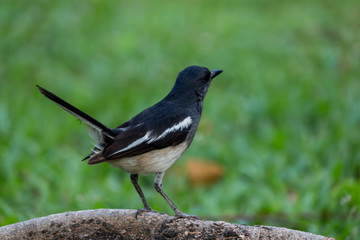 The small bird is in the garden.