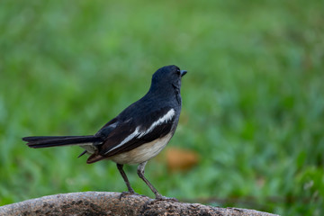 The small bird is in the garden.