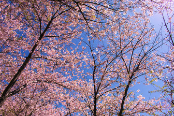 Cherry blossom branches over blue sky. Springtime 