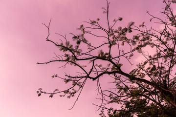 Drying tree with sunset time.