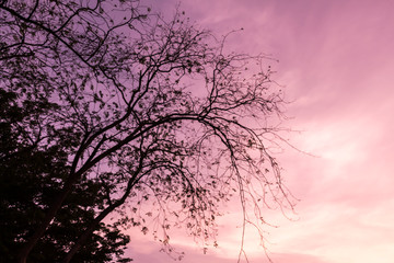 Drying tree with sunset time.