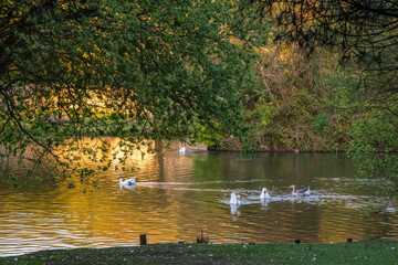 Ducks in a garden lake