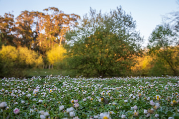 Obraz premium field of grass and white flowers