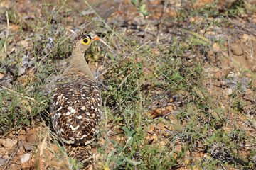 Nachtflughuhn / Double-banded sandgrouse / Pterocles bicinctus