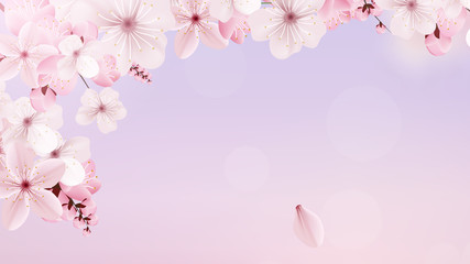 Fototapeta na wymiar Blossoming light pink sakura flowers