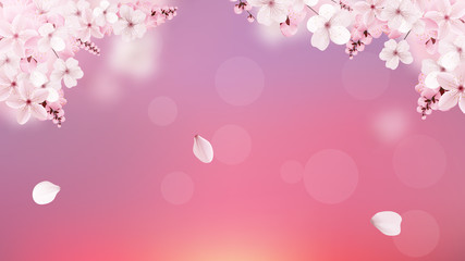 Blossoming light pink sakura flowers © writerfantast