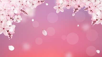 Blossoming light pink sakura flowers © writerfantast