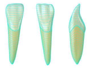 mandibular lateral incisor tooth in the vestibular, palatal and lateral views with blue neon wireframe wrapping the tooth. Realistic 3d illustration of mandibular lateral incisor tooth with blue wire