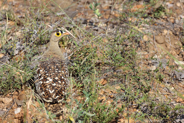 Nachtflughuhn / Double-banded sandgrouse / Pterocles bicinctus