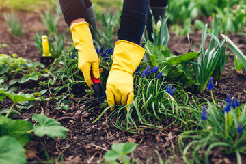Fototapeta premium Farmer loosening soil with hand fork among spring flowers in garden.
