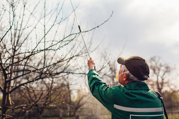 Farmer spraying tree with manual pesticide sprayer against insects in spring garden. Agriculture and gardening